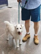 <b>同时要兼顾宠物的照应和本身的职业</b>